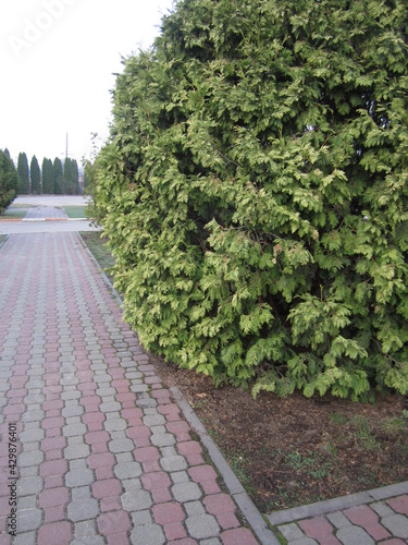 spring landscape green fir along the sidewalk