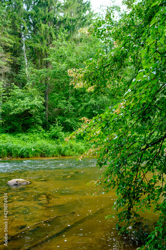small country river stream in summer green forest
