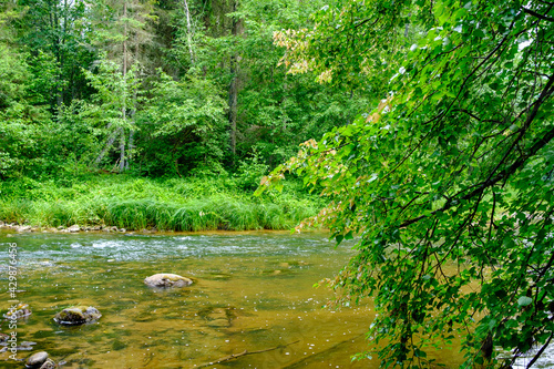 Fototapeta Naklejka Na Ścianę i Meble -  small country river stream in summer green forest