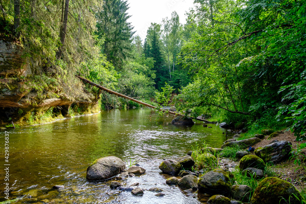 small country river stream in summer green forest small country river stream in summer green forest