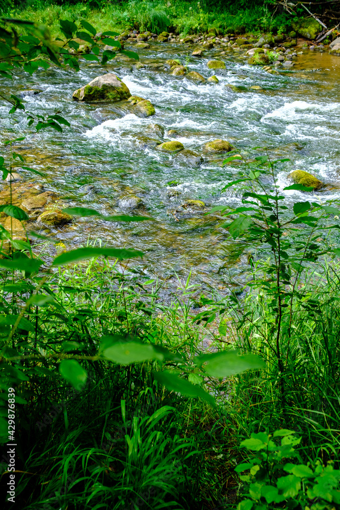 small country river stream in summer green forest small country river stream in summer green forest
