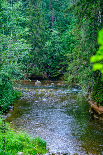 small country river stream in summer green forest