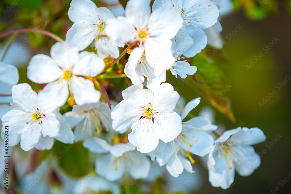 Wild flowers Prunus avium Wild flowers Prunus avium
