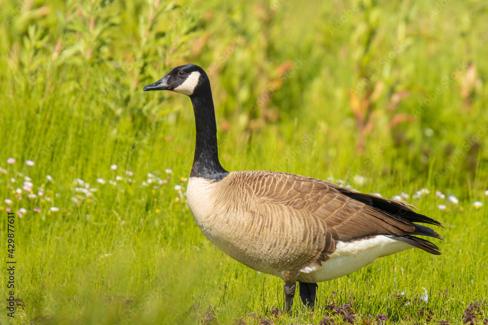 Canadian goose Branta canadensis in a meadow Canadian goose Branta canadensis in a meadow