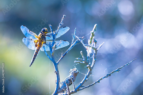 Close-up of a four-spotted chaser Libellula quadrimaculata dragonfly cool concept photo