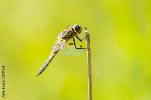 Close-up of a four-spotted chaser Libellula quadrimaculata dragonfly