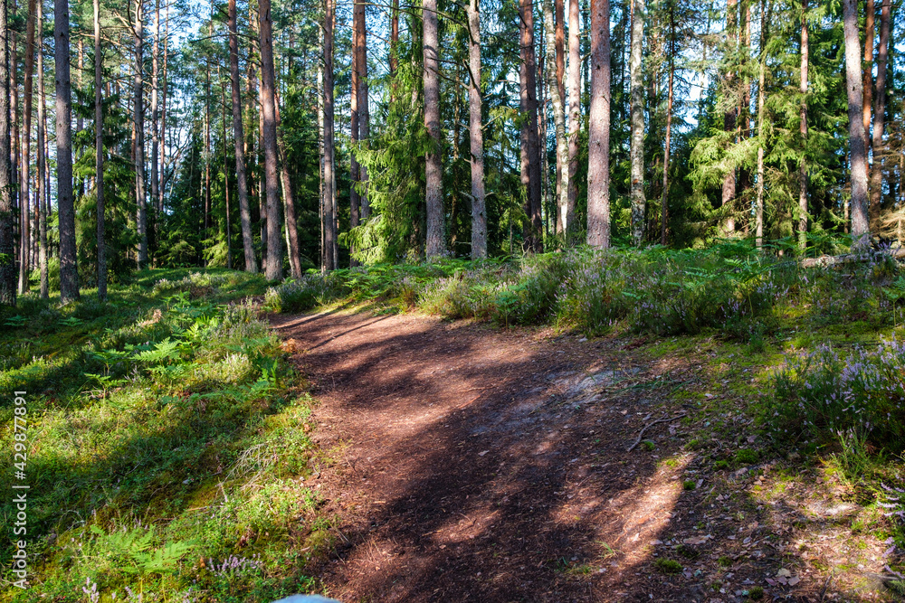 Fototapeta premium tourist trail in forest in autumn