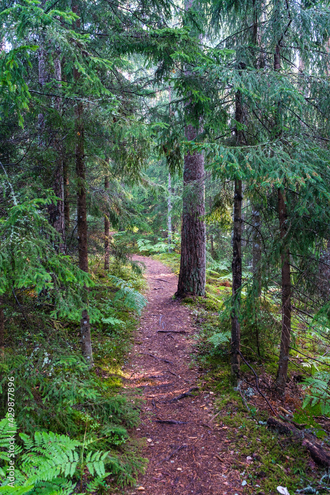 Obraz premium tourist trail in forest in autumn