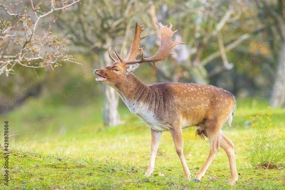 Fototapeta premium Fallow deer stag rut during Autumn season.