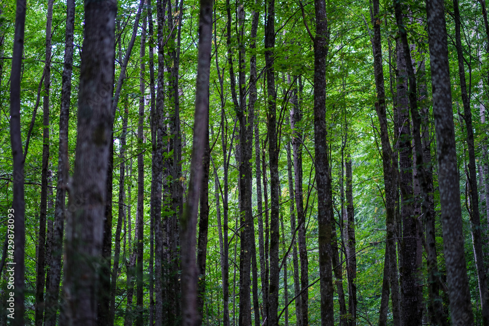 dark green beech stand growe dark green beech stand growe