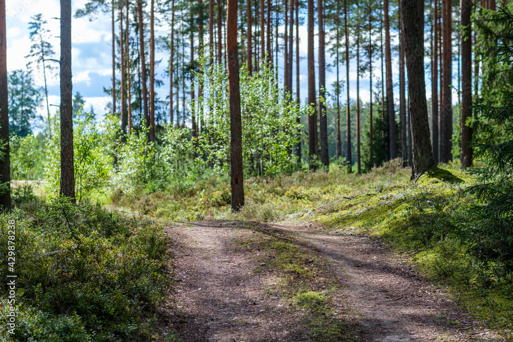 tourist trail in forest in autumn tourist trail in forest in autumn