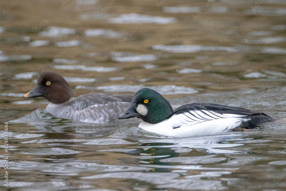 Closeup of a common goldeneye male Bucephala clangula waterfowl Closeup of a common goldeneye male Bucephala clangula waterfowl