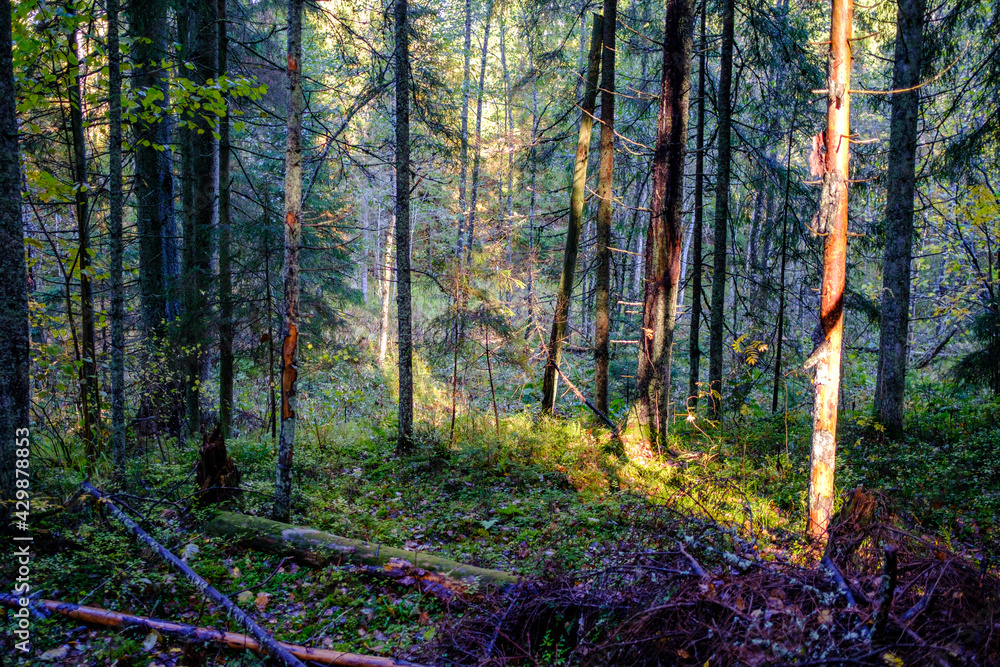 Fototapeta premium dark autumn forest with tree trunks