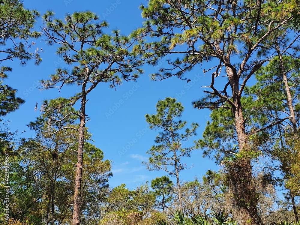 Obraz premium trees and sky