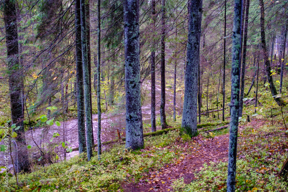 Obraz premium dark autumn forest with tree trunks