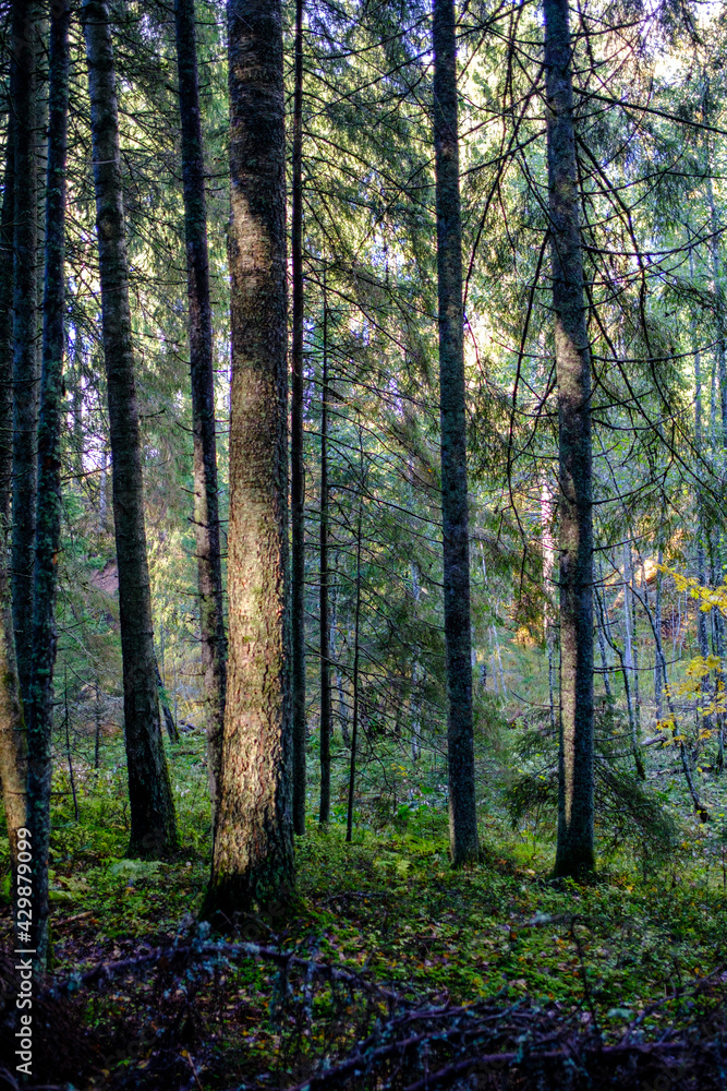 dark autumn forest with tree trunks dark autumn forest with tree trunks