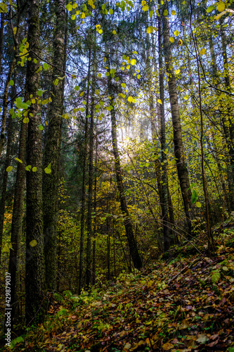 Fototapeta Naklejka Na Ścianę i Meble -  dark autumn forest with tree trunks