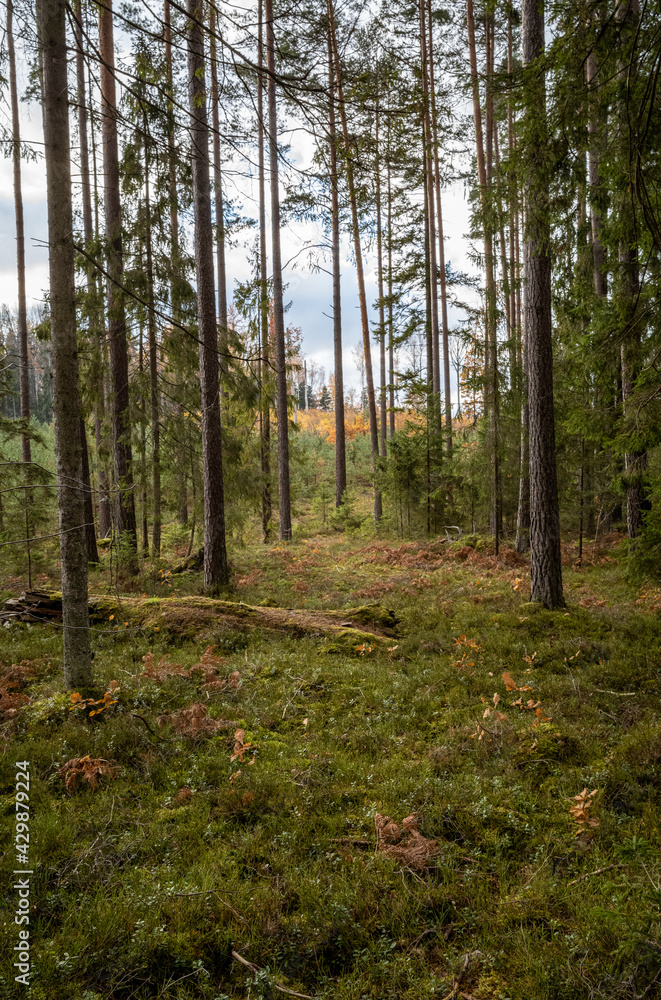 Fototapeta premium dark autumn forest with tree trunks