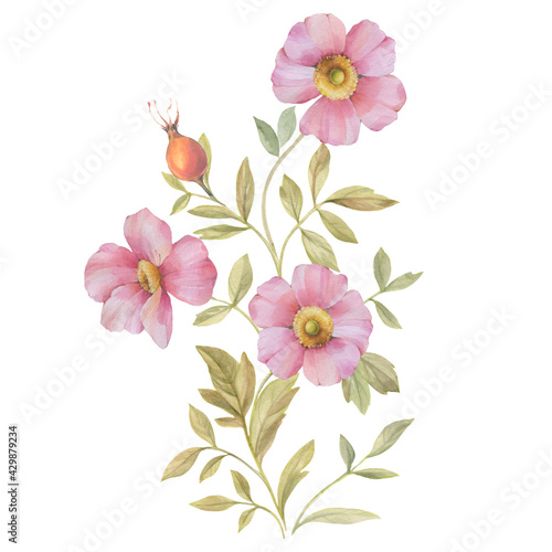 Watercolor illustration of rosehip flowers. Branch with pink flowers isolated on white background. Botanical composition of flowers and leaves for print  postcard and wallpaper.