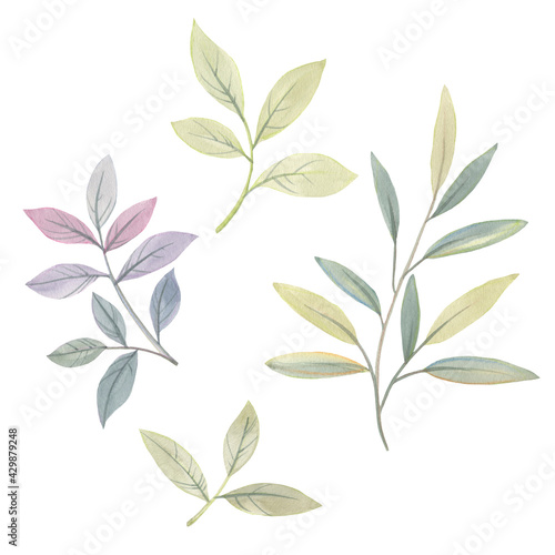 Set of watercolor leaves isolated on white background. Illustration of green leaves for design, print, cards.