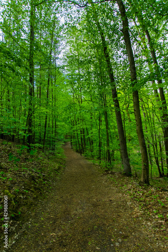 path in the forest (Buckow, Märkische Schweiz, Brandenburg, Germany)
