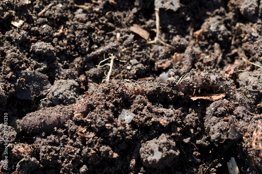Redhead Worm - Lumbricus rubellus in a garden soil with high levels of organic matter Redhead Worm - Lumbricus rubellus in a garden soil with high levels of organic matter