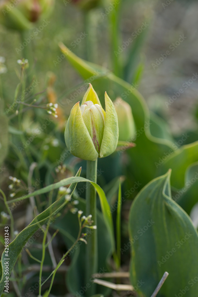 An unusual variety of spring tulip. The flower is green. An unusual variety of spring tulip. The flower is green.