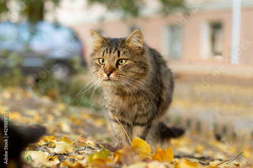 Grey striped homeless hungry cat. Emotional scenes. Autumn background with yellow fallen leaves.