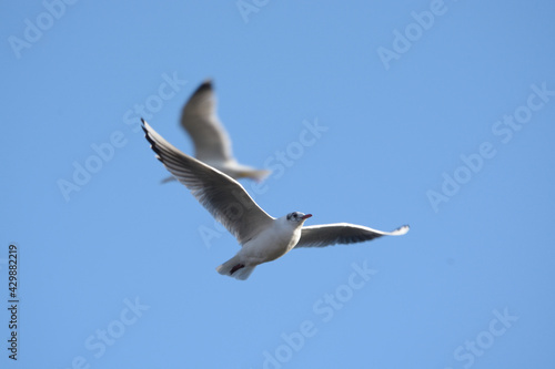 flying blackheaded seagulls in blue sky 