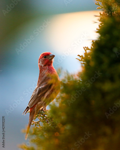 Male Purple Finch Perched In Shrubbery photo