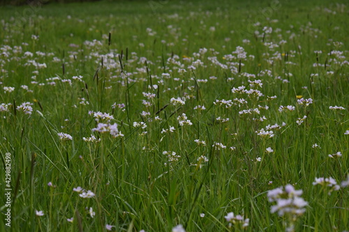 grass and flowers