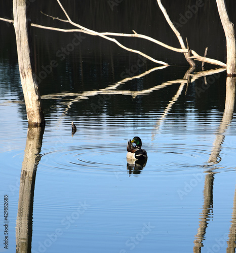 Samiec kaczki krzyżówki na jeziorze w Polsce © Marek