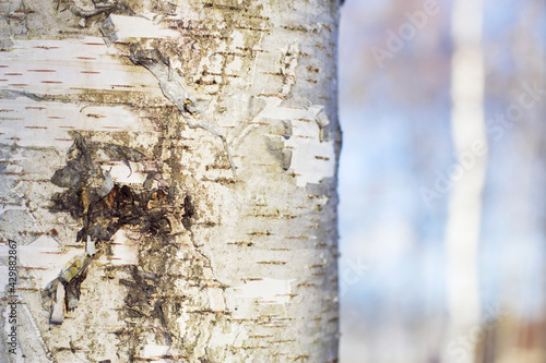 Young birch tree trunk in the forest with close up. Spring nature lines and colors. Textured bark background with copy space.