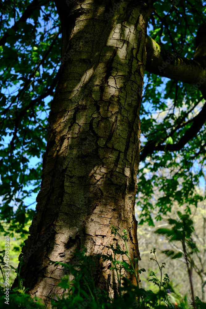 Close-up of a tree trunk in the forest.