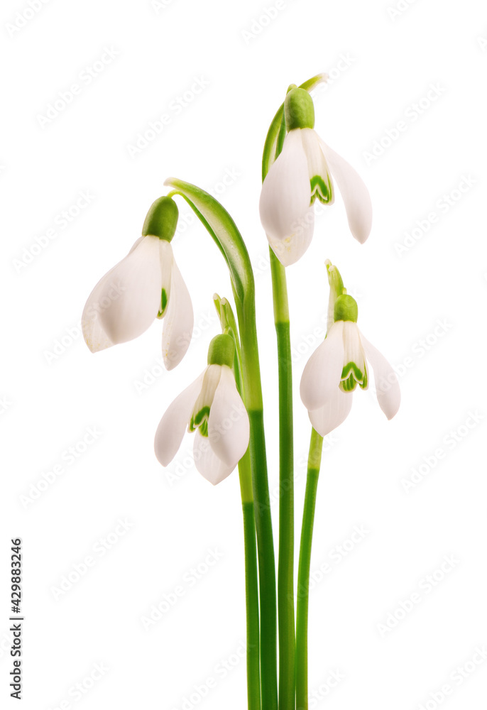 Fototapeta premium Snowdrop flowers isolated on white background. Beautiful spring flowers.