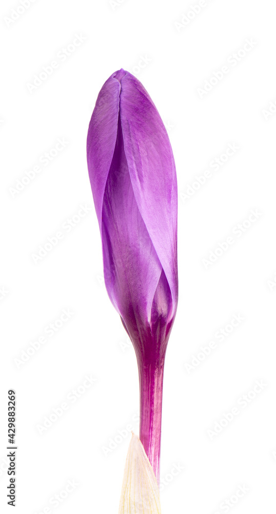 Crocus flower isolated on white background. Close up of saffron flower. Crocus flower isolated on white background. Close up of saffron flower.