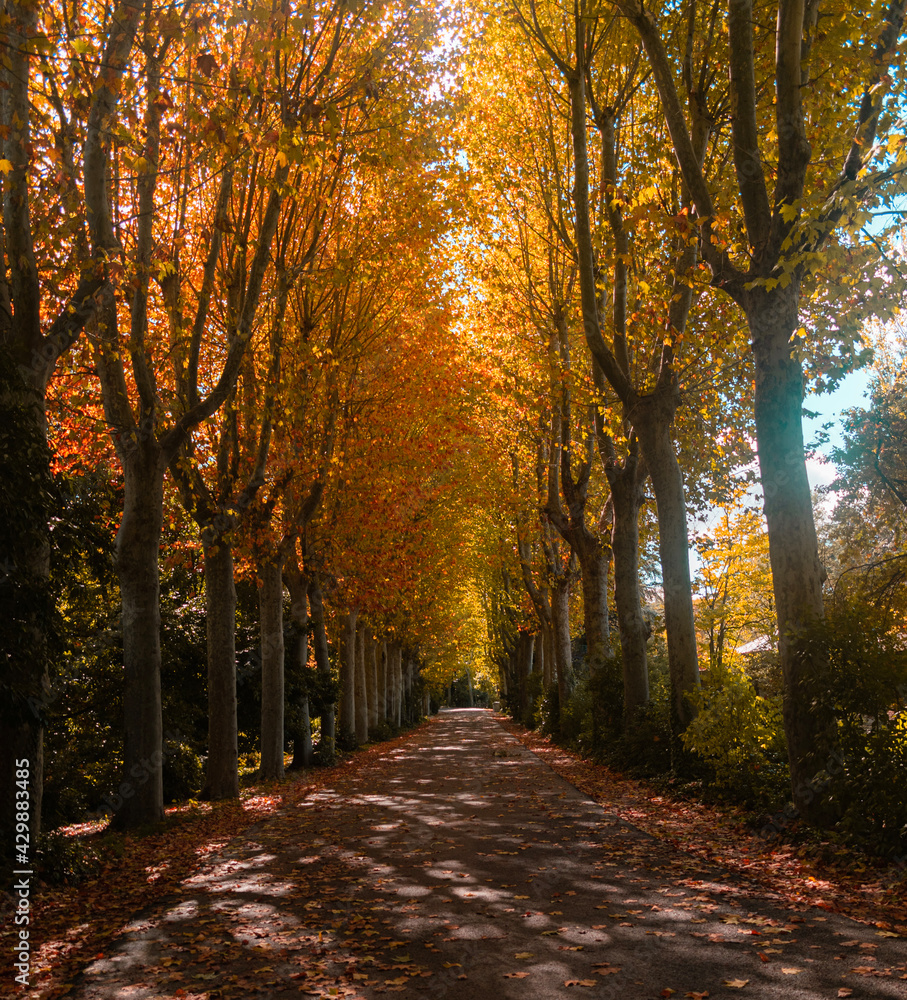 Camino de tierra en otoño