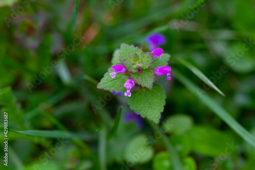 Purple Dead Nettle flower, spring time