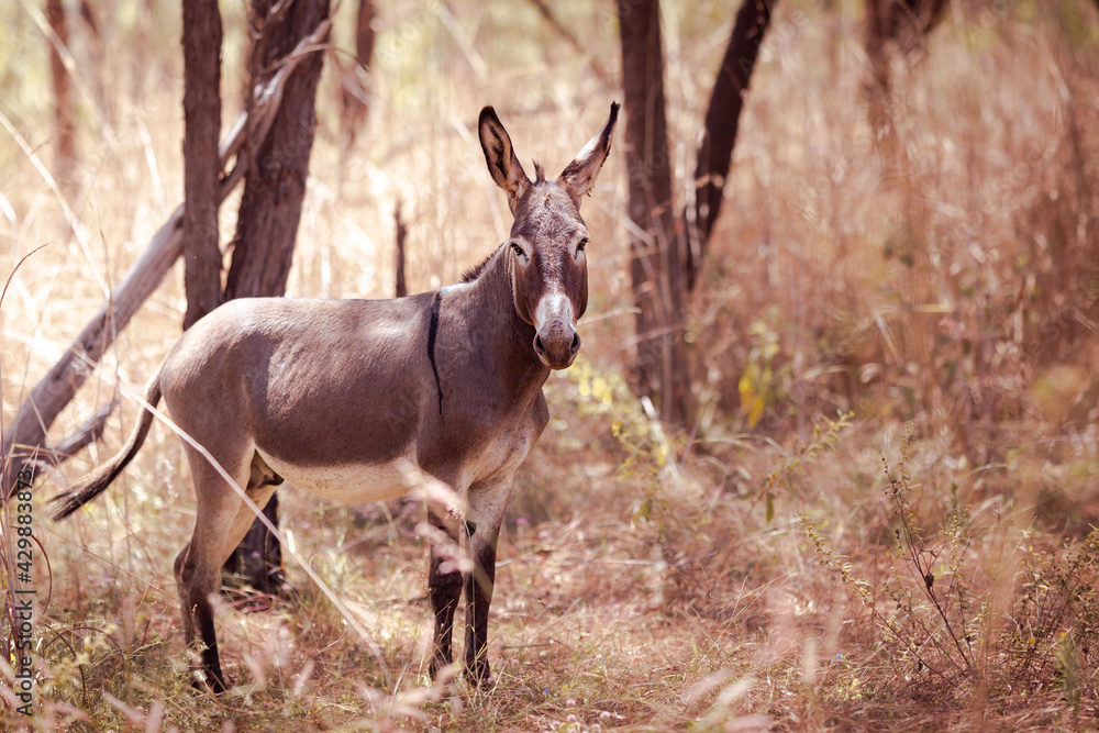 A wild donkey in the Kakadu Nationalpark in the Northern Territory, Australia A wild donkey in the Kakadu Nationalpark in the Northern Territory, Australia