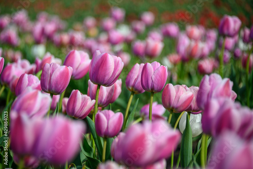 Beautiful tulip field in the spring
