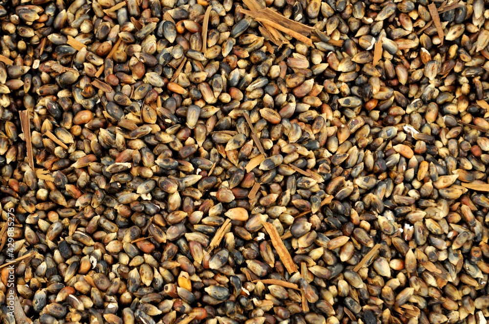 maíz negro con canela para hacer atole de pinole maíz negro con canela para hacer atole de pinole