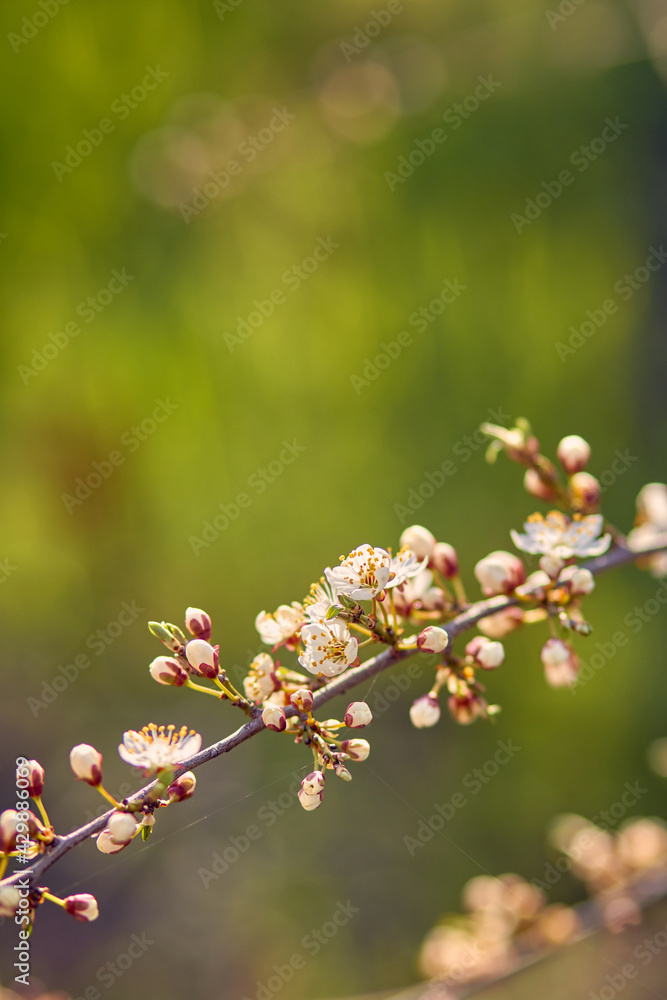 Blooming cherry in the garden. Soft focus Grass Flower Blooming cherry in the garden. Soft focus Grass Flower