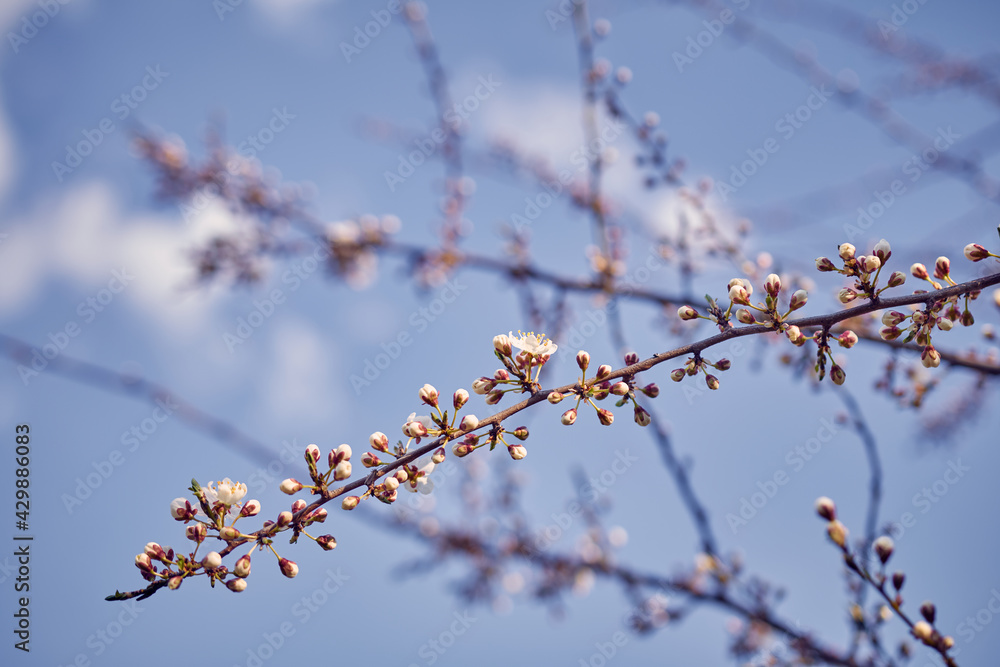 Blooming cherry in the garden. Soft focus Grass Flower Blooming cherry in the garden. Soft focus Grass Flower