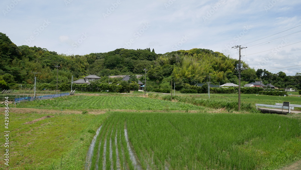 rice field in Japanese country side