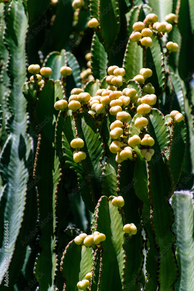 Euphorbia candelabrum pertenece a la familia Euphorbiaceae Euphorbia candelabrum pertenece a la familia Euphorbiaceae