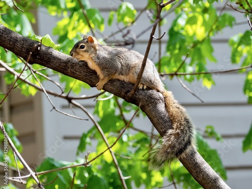 Backyard squirrel perched in a tree on a branch, looking down with its tail hanging down and green leaves in the background, rodent wildlife animal in nature.