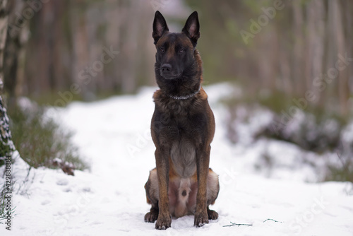Obedient Belgian Shepherd dog Malinois with a chain collar sitting on a snow in winter forest