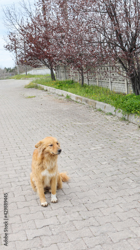 Cute dog is sitting on the road lonely