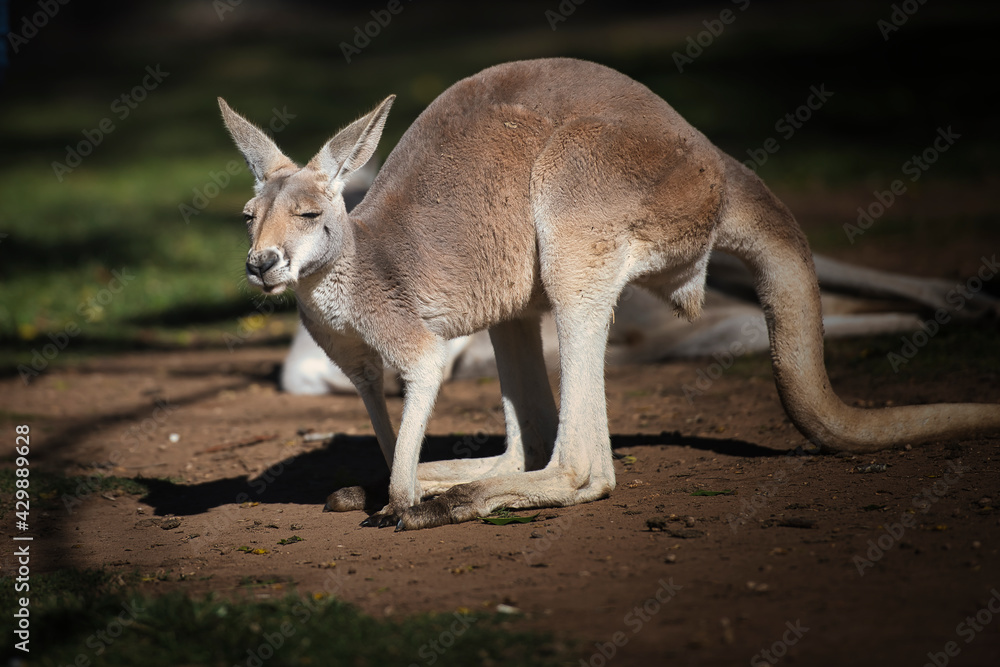 Kangaroo in the park in Australia. High quality photo Kangaroo in the park in Australia. High quality photo