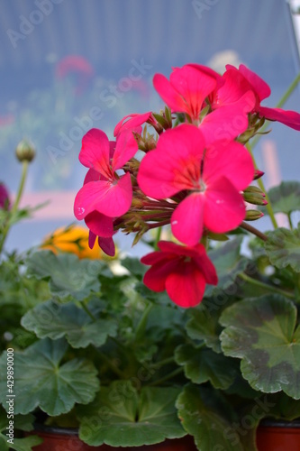 Fototapeta Naklejka Na Ścianę i Meble -  red hibiscus flower